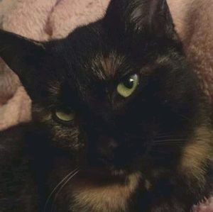 Meet your Posher, Sam